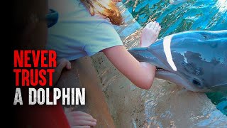 How I Survived a Dolphin Attack [upl. by Assirec]