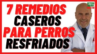 🔴 7 Remedios Caseros para Perros Resfriados o con Gripe 🔴 Como Eliminar Mocos en Perros [upl. by Atsuj]