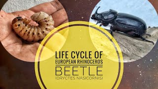 Life Cycle of European Rhinoceros Beetle Oryctes nasicornis [upl. by Lou]