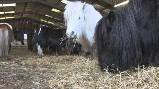 Rescued  a family herd of Shetland Ponies [upl. by Aisinoid543]