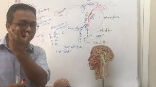 corticobulbar tract and facial nerve palsy [upl. by Rothstein]