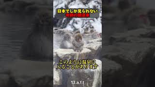 日本でしか見られない奇跡の猿温泉 [upl. by Montford]