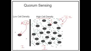 What is quorum sensing [upl. by Ahsem11]