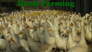 Duck Farming [upl. by Joacimah347]