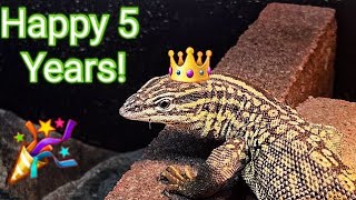 Happy 5th Birthday ThunderAckie Monitor [upl. by Nefen383]