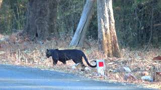 Rare Indian Black Leopard sighted at Tadoba Filmed by Nandita [upl. by Elatan932]