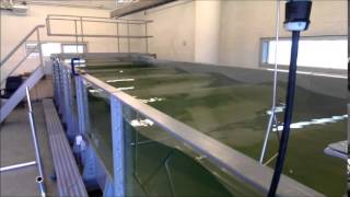 Standing wave in OMEY Labs wave tank [upl. by Onibag]