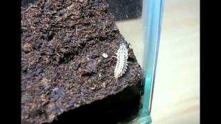 Predation of amphibians by Epomis larva Video S1 [upl. by Nuahc411]