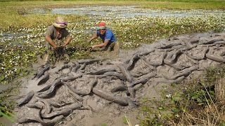 The Hidden Benefits of Fishing in Rice Fields Awesome Catch a lot Catfish amp Snakehead Fish [upl. by Alemat738]