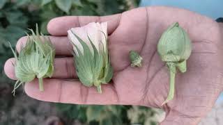 life cycle of cotton plant  how cotton is produced  from plant to cotton  how to grow cotton [upl. by Ltsyrk]