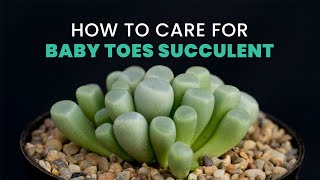 BEST TIPS  A GUIDE TO KEEP YOUR BABY TOE HEALTHY AND COMPACT  FENESTRARIA RHOPALOPHYLLA [upl. by Ridan]