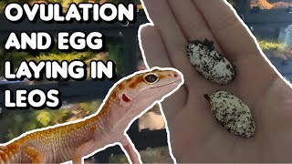 Ovulation and Egg Laying in Leopard Geckos [upl. by Hendon]