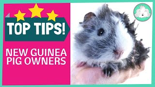 Top Ten Tips for New Guinea Pig Owners [upl. by Errick]