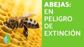 Las ABEJAS en PELIGRO de EXTINCIÓN [upl. by Nyrek819]