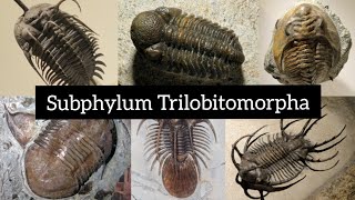 Subphylum Trilobitomorpha [upl. by Lirpa]