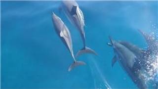 All About Dolphins  How Do Dolphins Protect Themselves [upl. by Assetak639]