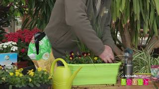 Comment et quand planter des bulbes dans une jardinière [upl. by Ynaffi634]