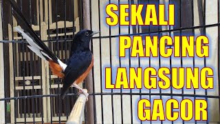 PANCINGAN MURAI BATU GACOR BONGKAR MATERI NAIKKAN EMOSI MURAI BATU MALAS BUNYI AGAR CEPAT GACOR [upl. by Lucia924]