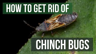 How to Get Rid of Chinch Bugs 4 Easy Steps [upl. by Trude]