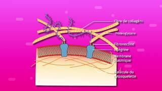 L’organisme pluricellulaire ensemble de cellules spécialisées SVT 2de [upl. by Nevarc]