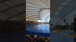 Orca show at Loro Parque in Tenerife orca loroparque pov tenerife spain orcas povs holiday [upl. by Nirot180]