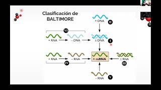 Replicación de GENOMAS VIRALES [upl. by Allit]