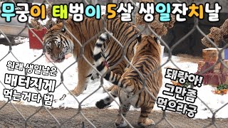 4K작년과 달리 무궁이 태범이 함께즐긴 5살 생일잔치 quot범궁절quot  백두대간수목원  한국호랑이  호랑이숲 [upl. by Noli]