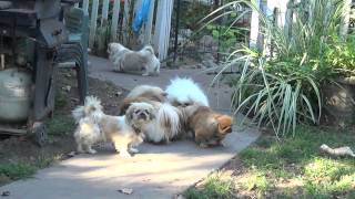 Pekingese dogs [upl. by Tolland]