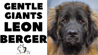 How to live with LEONBERGER DOGS  The German LionDogs DogCastTV [upl. by Stephens]