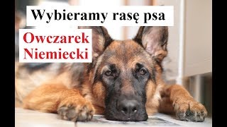 Wybieramy rasę psa  OWCZAREK NIEMIECKI [upl. by Nellie]