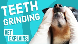 Teeth Grinding Bruxism in Dogs [upl. by Skutchan]