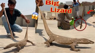 Biggest l Dinosaur l Indian Monitor Lizard Ko Paker Liya😱 [upl. by Aznarepse20]