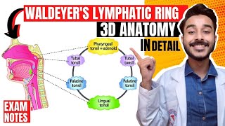 waldeyers lymphatic ring anatomy  pharyngeal lymphatic ring of waldeyer anatomy  waldeyers ring [upl. by Ydollem]