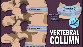 VERTEBRAL COLUMN ANATOMY 12 [upl. by Hayn]