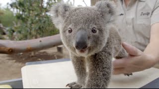 How To Weigh a Koala Joey [upl. by Natam]