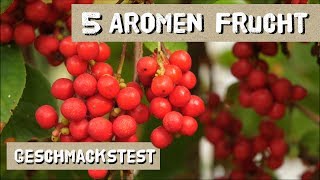 Wie schmecken WuWeiZi Beeren Anbautipps für Schisandra [upl. by Drape]