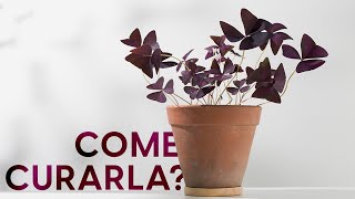 Oxalis guida completa alla coltivazione e alle varietà 🤩 [upl. by Anabel]