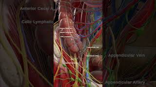 Anatomy of the cecum and appendix anatomy meded 3dmodel [upl. by Crescen107]