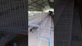 HITECH POULTRY CAGES  BV380 HEN [upl. by Mattias]