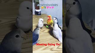 The Bizarre AGM Meeting of Parrots 🥱🦜🦜🦜🦜🦜 ll shorts [upl. by Tabbitha]