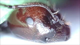 Face to Face with Ants  Ultra Closeup feat Messor colony [upl. by Rangel]