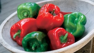 Planting and Growing Peppers [upl. by Crescantia]