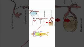 Ciliospinal reflex Horners syndrome neuroanatomy shorts [upl. by Lesirg819]