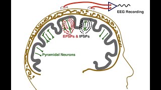 The Essential EEG Concepts you MUST master [upl. by Sephira644]