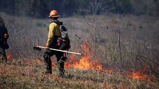 Clemson Fire Ecology Research [upl. by Assiar]