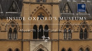 Inside the Oxford University Museum of Natural History [upl. by Kirven]