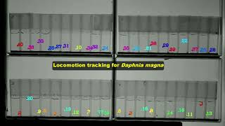 Daphnia magna locomotion tracking [upl. by Garrard]