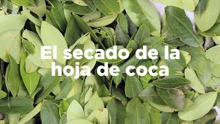 Así se seca la hoja coca en el Valle del Cauca [upl. by Isa]