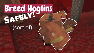 How To Breed Hoglins Safely sort of  Minecraft Tutorial [upl. by Ahsaeyt999]