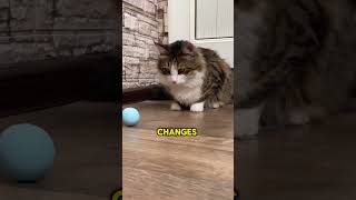 Cat Interactive Ball Smart Pet Toys Indoor Automatic Rolling Magic Ball Electronic Toy Cat Game Cats [upl. by Otrebogad]